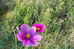 016-zomerbloem-op-10-oktober-in-Groesbeek