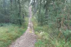 09-mooi-pad-op-Dekkerswald