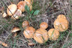 01-abrikooskleurige-paddenstoelen