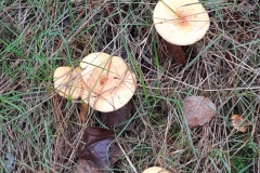 02-paddestoelen1