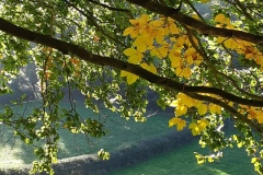 020-Paarden-1